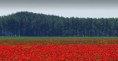 /album/galleria-foto-paesaggi/papaveri-e-pioppi-a-jpg/